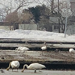 白鳥が来ています。春ですね。