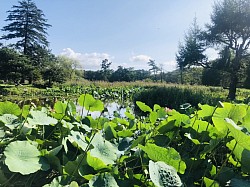 安平町では蓮の葉の収穫作業を行っています。